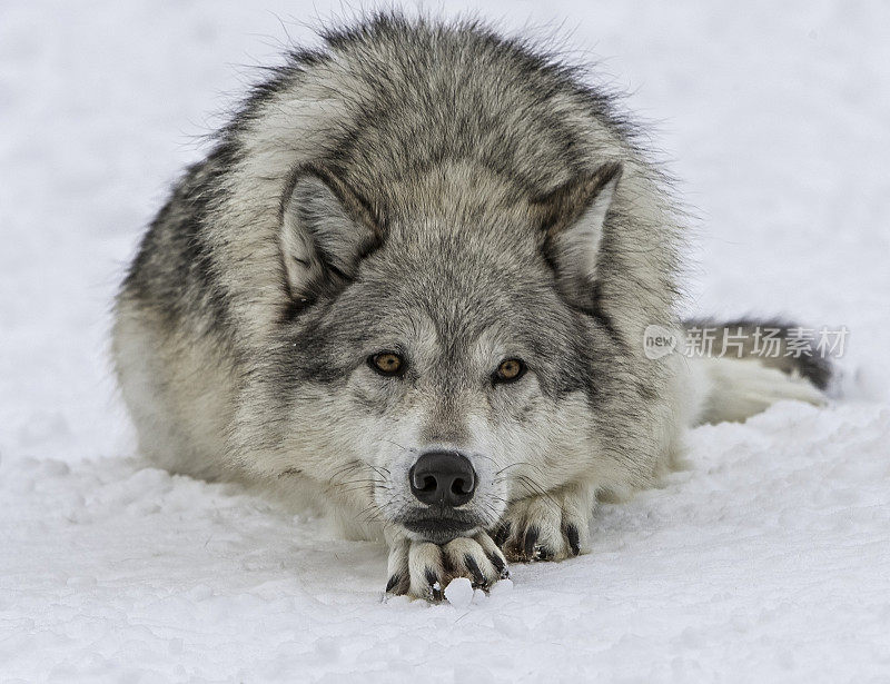 灰狼或灰狼(Canis lupus)是一种原产于北美荒野和偏远地区的犬科动物。